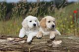 GOLDEN RETRIEVER 267